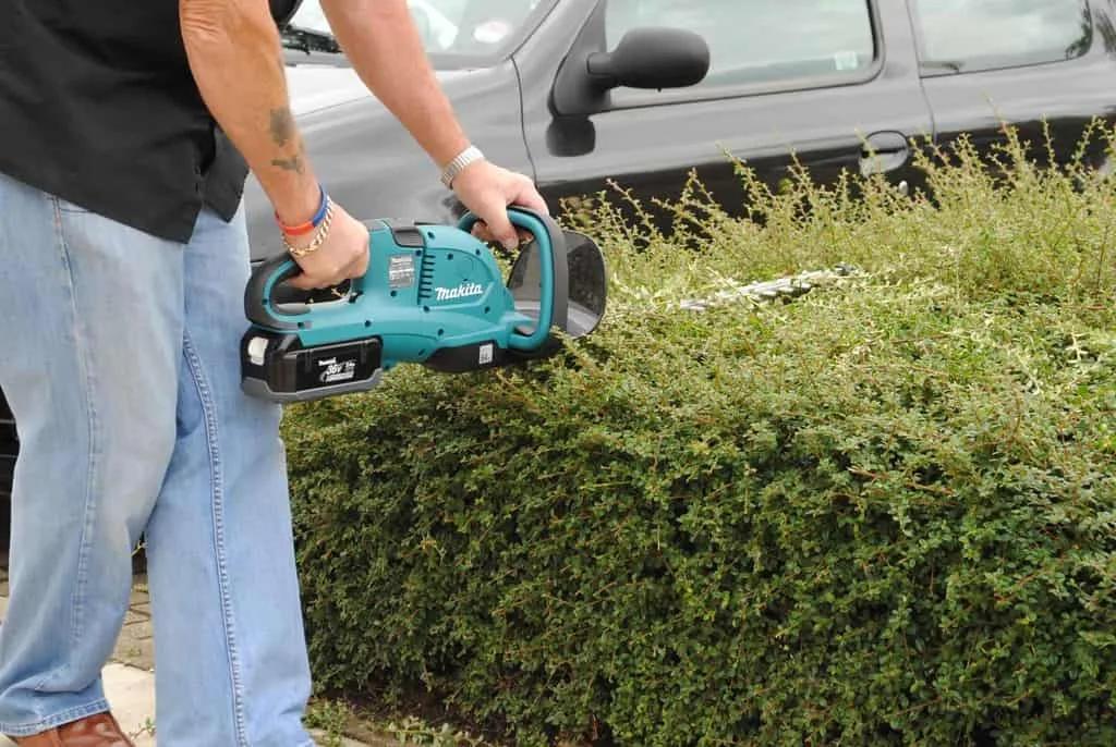What is the best way to trim hedges?