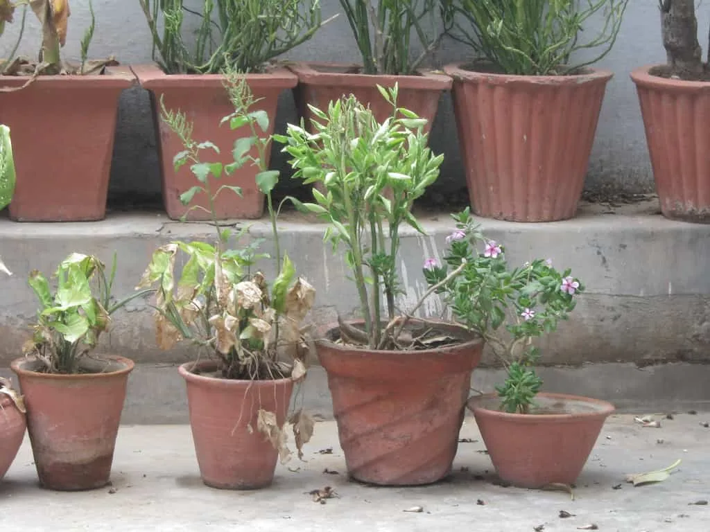 Will watering dry lawn & plants bring them back to life?