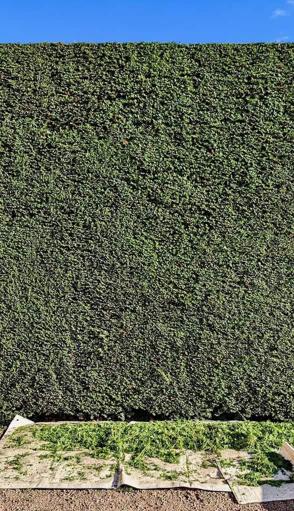 Neat and Tidy Well Kept Garden Hedge