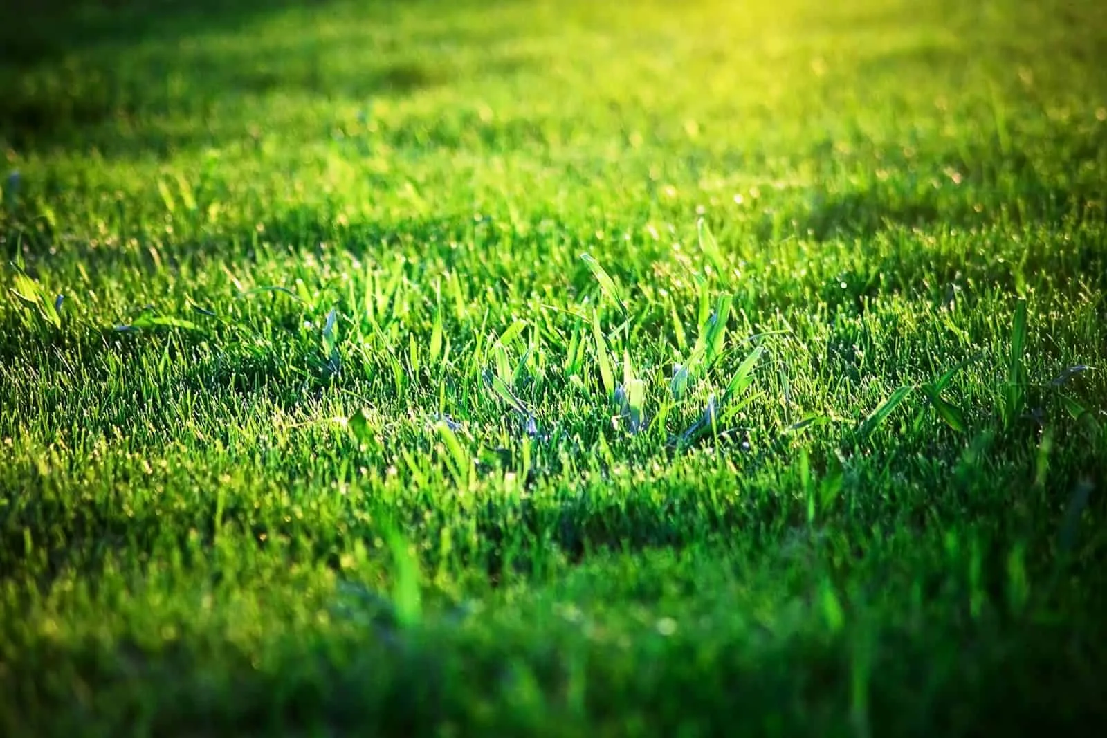Can you sprinkle grass seeds directly on lawn?