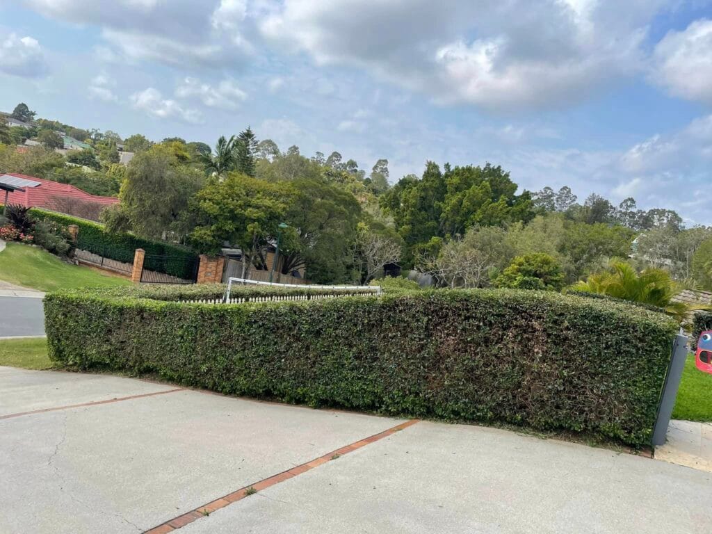 Suburban street with large hedges and trees.