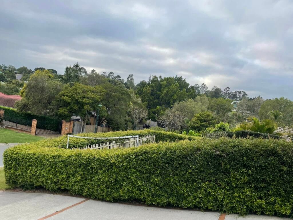 Suburban area with green trees and bushes.