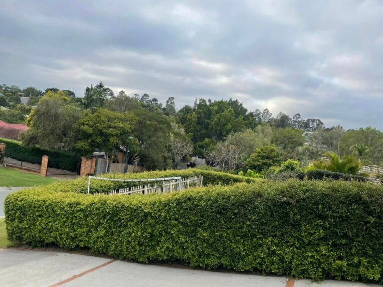 Suburban area with green trees and bushes.